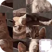 Cat Puzzle